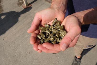 luzerne déshydratée