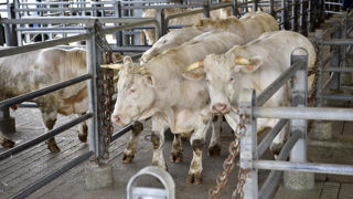 Les cours européens sont tirés par une demande forte, que ce soit ceux des bovins de boucherie ou des broutards. Les cours européens sont tirés par une demande forte, que ce soit ceux des bovins de boucherie ou des broutards.
