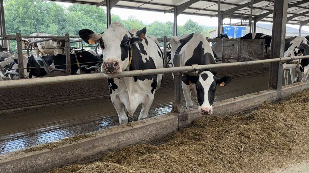 Vaches Prim'Holstein Vaches Prim'Holstein