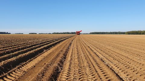 Les exportations de frites surgelées belges ont chuté de 6,1 % entre juin 2024 et juin 2025, selon les chiffres du secteur. Les exportations de frites surgelées belges ont chuté de 6,1 % entre juin 2024 et juin 2025, selon les chiffres du secteur.