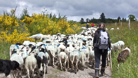 Une bergère sur le plateau de Millevaches. (Photo d'illustration) Une bergère sur le plateau de Millevaches. (Photo d'illustration)