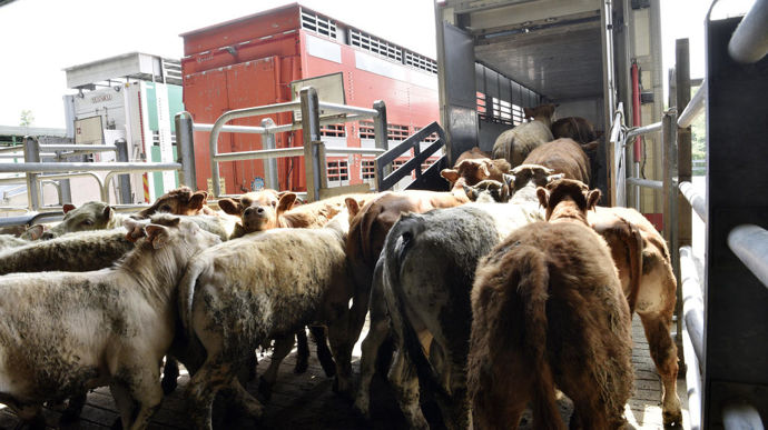 Les exportations de bovins pourront reprendre le 1er novembre