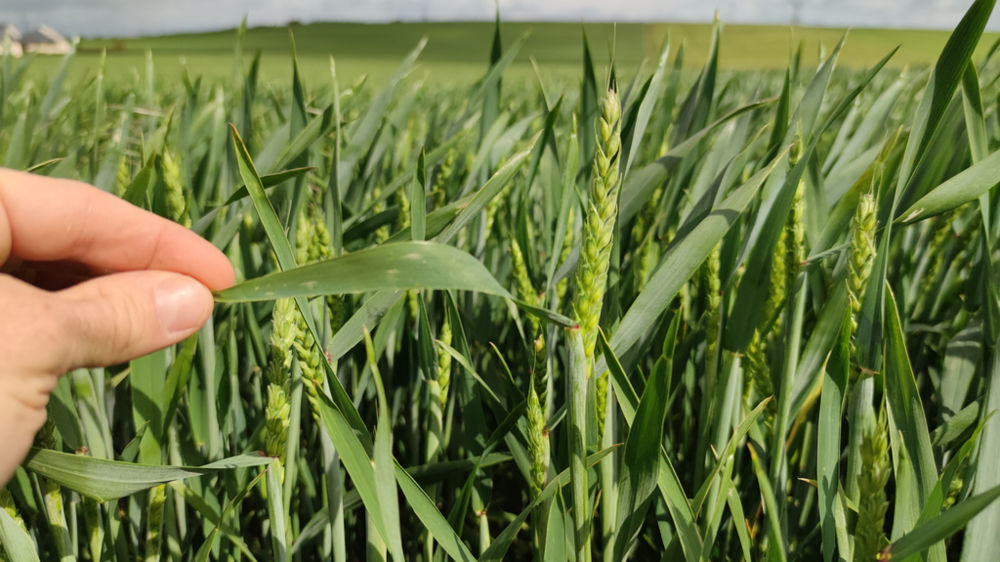 Produire ficelles, baguettes et pâtes feuilletées levées, nécessite une certaine qualité d’extensibilité de la pâte, conférée par la génétique du blé.
