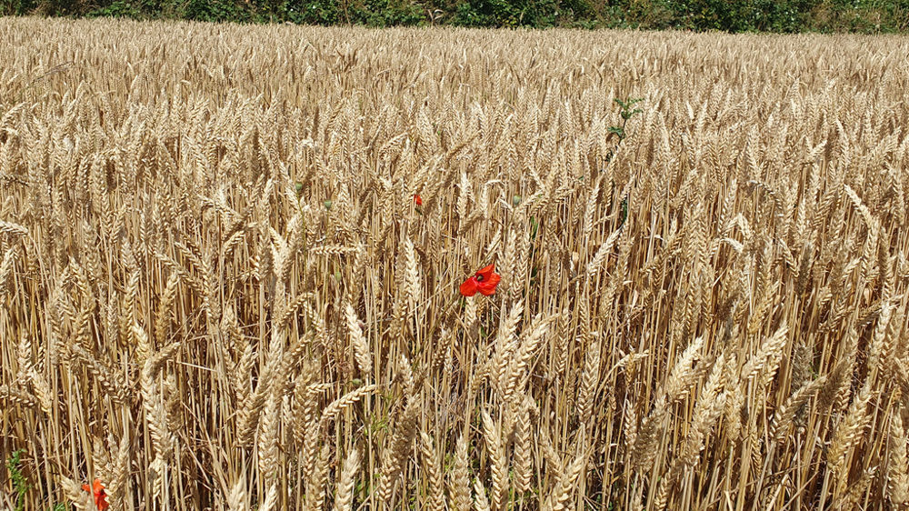 Le remplissage des grains en fin de cycle s’est fait dans de bonnes conditions météorologiques, les blés Agriculture Biologique et Culture Raisonnée Contrôlée sont de bonne qualité cette année.