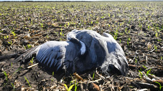 La préfecture des Landes a annoncé la découverte d'une centaine de grues mortes ces derniers jours dans la réserve d’Arjuzanx. La préfecture des Landes a annoncé la découverte d'une centaine de grues mortes ces derniers jours dans la réserve d’Arjuzanx.