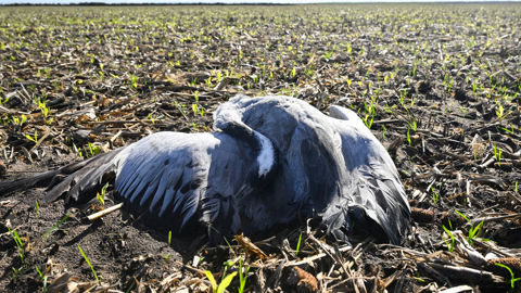 La préfecture des Landes a annoncé la découverte d'une centaine de grues mortes ces derniers jours dans la réserve d’Arjuzanx. La préfecture des Landes a annoncé la découverte d'une centaine de grues mortes ces derniers jours dans la réserve d’Arjuzanx.