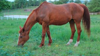 Il faut cibler prioritairement les projets qui amènent une réelle plu-value dans les cours de ferme. Il faut cibler prioritairement les projets qui amènent une réelle plu-value dans les cours de ferme.