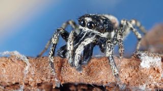 La saltique chevronnée (Salticus scenicus) est une araignée sauteuse. Elle ne construit pas de toile et préfère la chasse à l'affût.