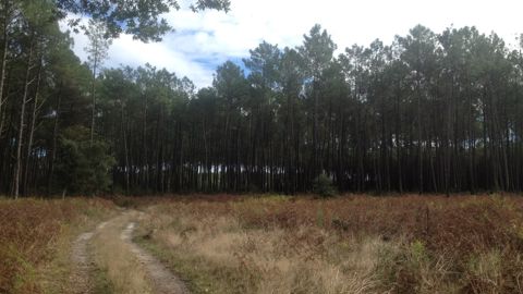 Le nématode du pin n'est pas dangereux pour la santé humaine, ni animale, rappelle le ministère de l'Agriculture.