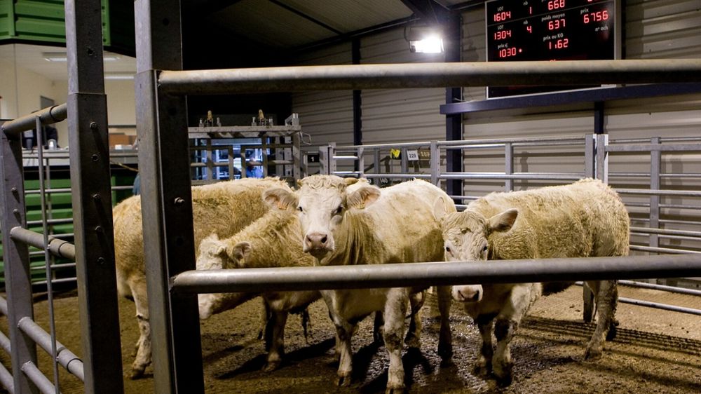 Lot d'animaux au marché au cadran