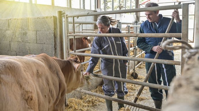 Les jeunes éleveurs et éleveuses essaient de mieux concilier vie professionnelle et personnelle mais ils se heurtent parfois aux réticences de leurs aînés.