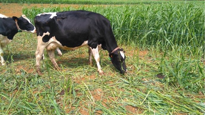Le sorgho est toxique s’il est pâturé à une hauteur inférieure à 60 cm, il est alors primordial de veiller à la hauteur de la biomasse avant d’y faire entrer les animaux.