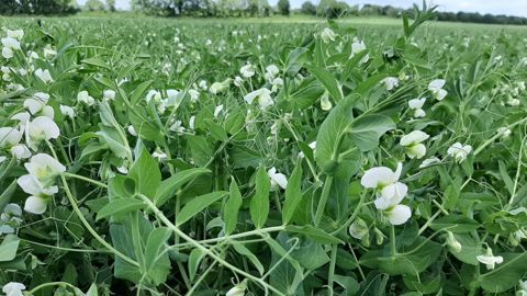Près de 100 millions d'euros sont investis dont 50 % d'aides publiques pour structurer les filières et mieux gérer les risques des légumineuses à graines.