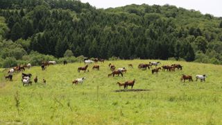 En Nouvelle-Aquitaine, les professionnels de la santé animale et humaine locaux, mais aussi les chasseurs des membres de la Ligue pour la protection des oiseaux et des agents de l'Office français de la biodiversité ont été sensibilisés pour reconnaître les signes cliniques de la maladie et participer à la surveillance.