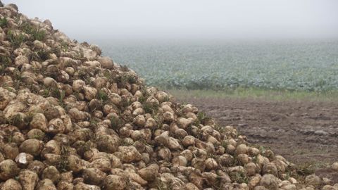 La baisse des surfaces contractualisées en 2026 par Saint Louis Sucre auprès des agriculteurs serait significative, de l'ordre d'un quart.