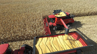 Le ministère américain de l'Agriculture (USDA) a confirmé s'attendre à une production record de maïs aux États-Unis.