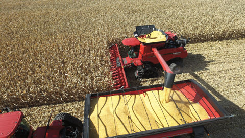 Le ministère américain de l'Agriculture (USDA) a confirmé s'attendre à une production record de maïs aux États-Unis.