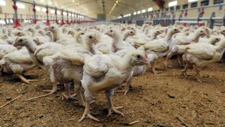 Les éleveurs de volailles touchés par l'épisode de grippe aviaire de 2024-2025 pourront prochainement déposer leur demande d'indemnisation sur la plateforme dédiée de FranceAgriMer.