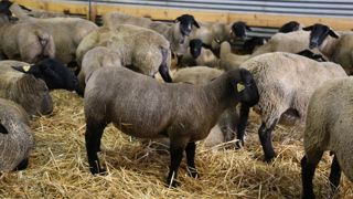 La baisse des abattages d'agneaux en septembre 2025 atteint 10,6 % par rapport à la moyenne quinquennale de 2020 à 2024.