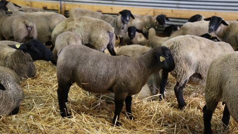 La baisse des abattage d'agneaux en septembre 2025 atteint 10,6 % par rapport à la moyenne quinquennale 2020-2024.