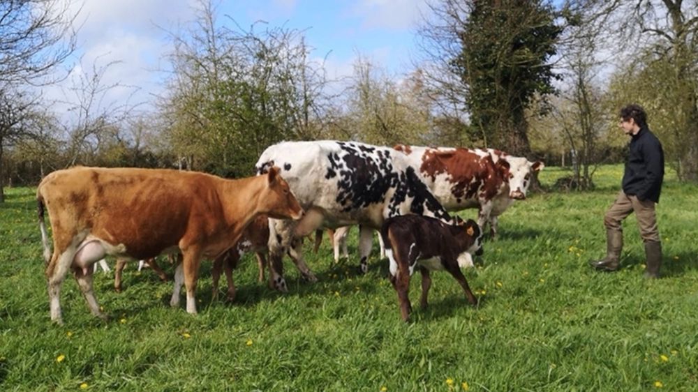 Yoann Quiniou jeune éleveur de vaches laitières en système 100  herbager