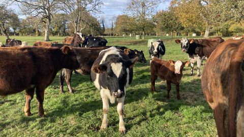 Vaches laitières de Yoann Quiniou