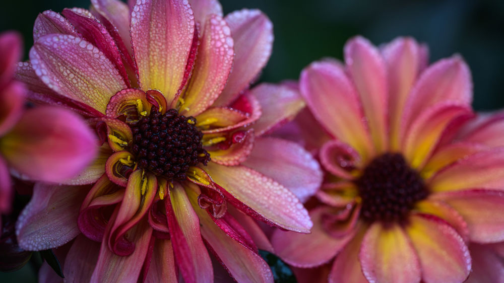 Dahlia 'Tonic Maheco'