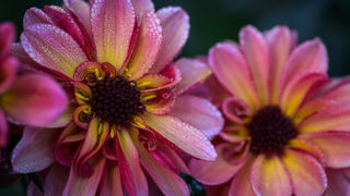 Dahlia 'Tonic Maheco'