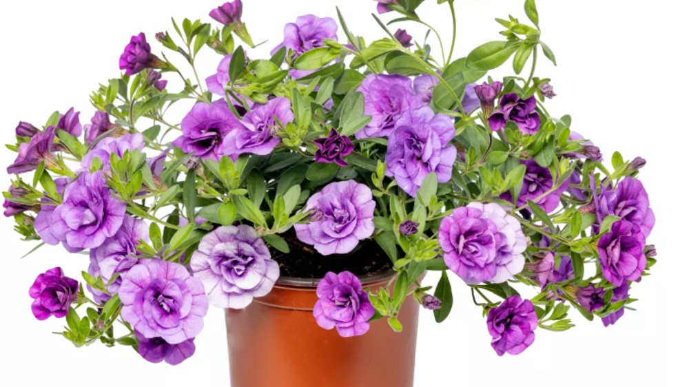 Calibrachoa hybrida CALLIE® Blue, double.