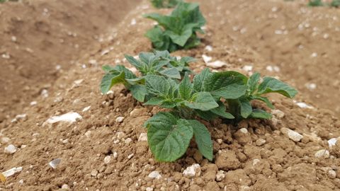 Pomme de terre : favoriser la disponibilité du phosphore pour un bon démarrage