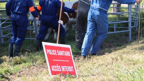 Le ministère de l'Agriculture a relevé le nombre de bovins infectés maximum pour obtenir la dérogation d'un abattage sélectif en cas de tuberculose bovine dans un troupeau.