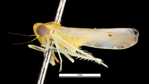 Amrasca biguttula, cicadelle adulte (insecte piqueur-suceur).