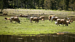 Les sept derniers foyers de DNC détectés sont dans les Pyrénées-Orientales, selon le point de situation du ministère de l'Agriculture au 19 novembre 2025.