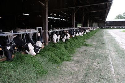 Affouragement en vert 35