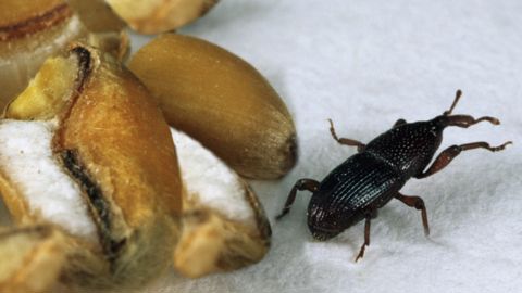 La baisse des températures du grain par palier permet de stopper la croissance des population d'insectes dans les silos.