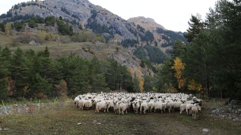 L'année mondiale du pastoralisme se traduira en 2026 par la programmation de nombreux colloques et conférences afin d'aller vers une meilleure reconnaissance de ce mode d'élevage.