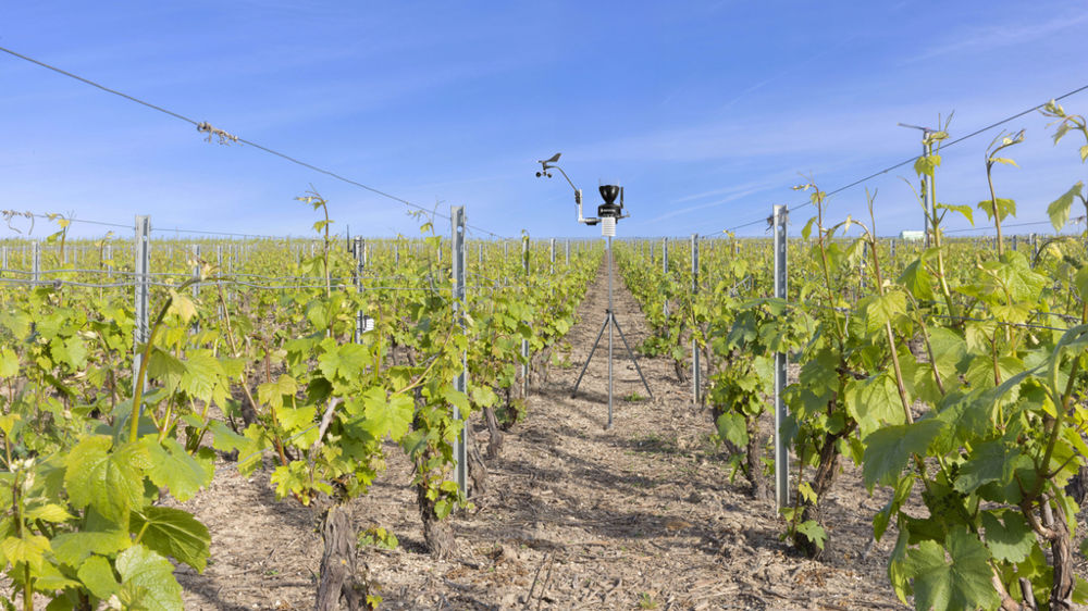 En vigne, les stations météo Sencrop permettent aux adhérents d'Océalia  de prévenir les risques de gel, d’anticiper les risques de maladies et de piloter les traitements phytosanitaires.