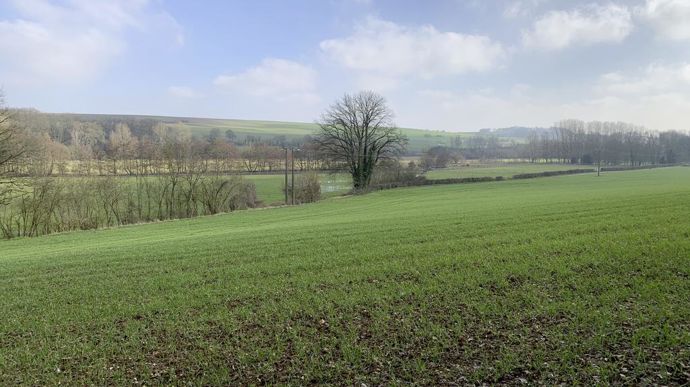 Les cultures d’hiver sont au beau fixe en Europe