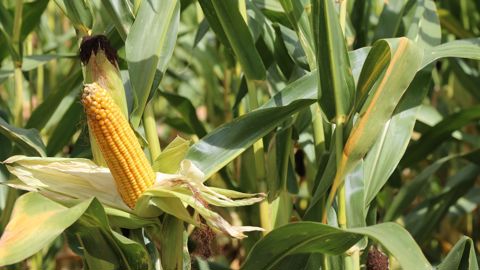 Le rendement moyen du maïs ensilage en 2025 s'établit à 11,8 t de MS/ha, selon Arvalis. Il est en retrait par rapport à 2024.