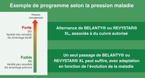 Exemple de programme selon la pression maladie