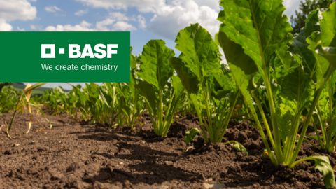 Cercosporiose de la betterave : comment sécuriser votre potentiel de rendement ?