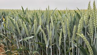 Après de mauvais rendements en 2024, dans la filière CRC, les chiffres pour 2025 sont meilleurs.