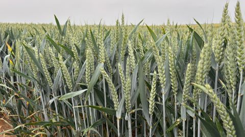 Après de mauvais rendements en 2024, dans la filière CRC, les chiffres pour 2025 sont meilleurs.