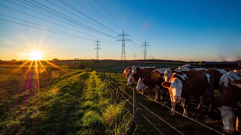 Vaches laitières sous une ligne électrique au coucher du soleil