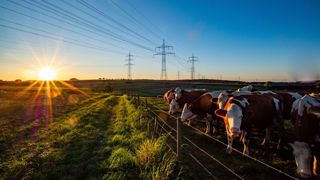 Vaches laitières sous une ligne électrique au coucher du soleil