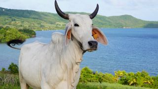 Sur les 15 000 bovins en Martinique, la majorité sont de la race brahmane.