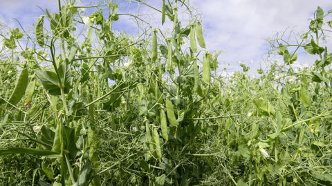 « Depuis 2024, date à laquelle devaient être versés les premiers fonds [publics pour le financement du programme de recherche Pea4ever], rien n’est arrivé », a déploré Arnaud Rousseau, président de la FNSEA lors de l'assemblée générale de la Fédération française des producteurs d’oléagineux et de protéagineux (Fop) le 26 novembre 2025.