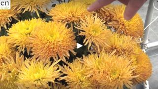 Chrysanthemum ‘Open Eyes’