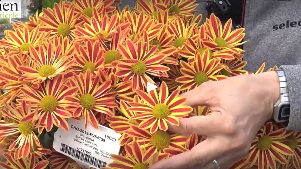 Chrysanthemum ‘Floreol’ Vanille/Fraise