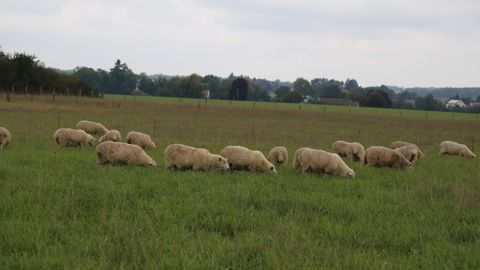 La pousse de l'herbe à l'automne dans certaines zones a rattrapé le déficit de la fin du printemps.